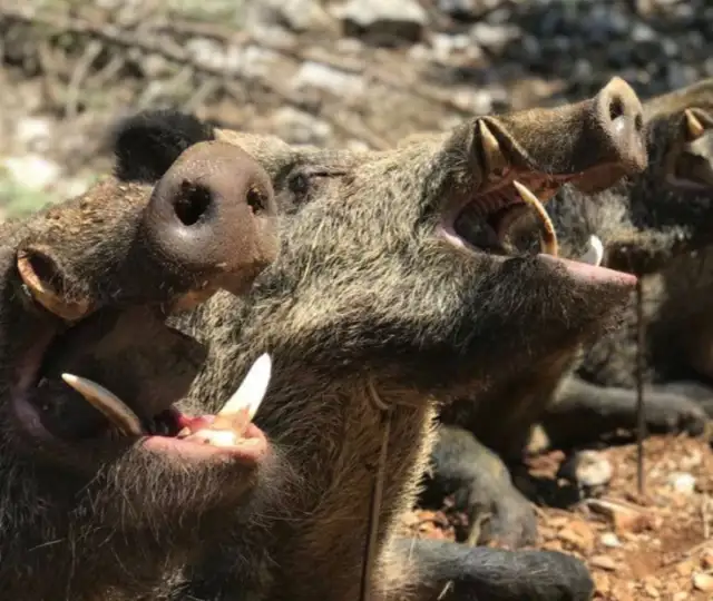 Skærmbillede 2024 09 25 133136