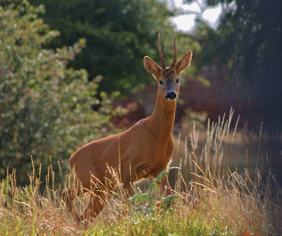 Bukkejagts Billeder Til SOME (16)