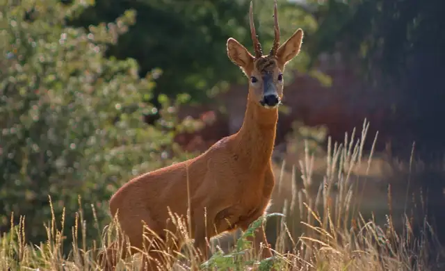 Bukkejagts Billeder Til SOME (16)