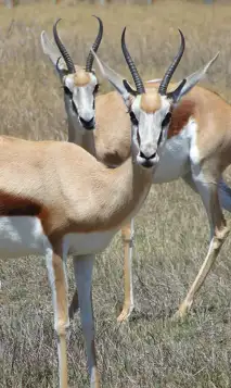 Springbok 2646882 1280