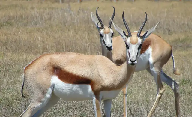 Springbok 2646882 1280