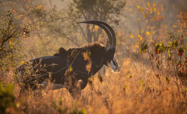 Second Set Print 131644658466568