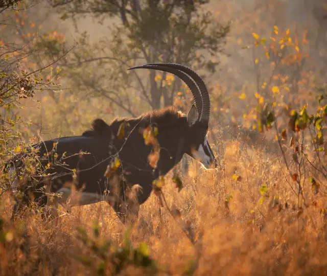 Second Set Print 131644658466568