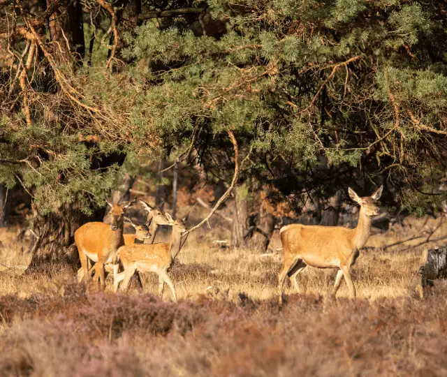 Skærmbillede 2024 10 24 104251 Min
