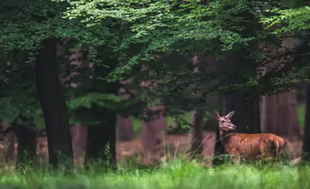 Hundyr Billeder SOME