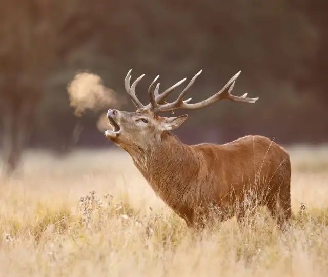 Kopi Af Hjemmeside Og PDF Format 169 (3) (1)