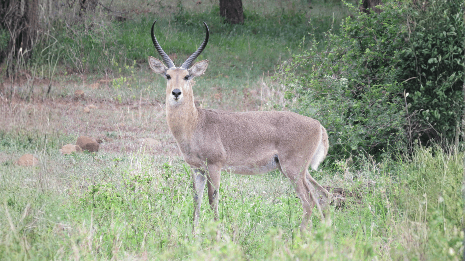 Hjemmeside Og PDF Format 169 (2) Min