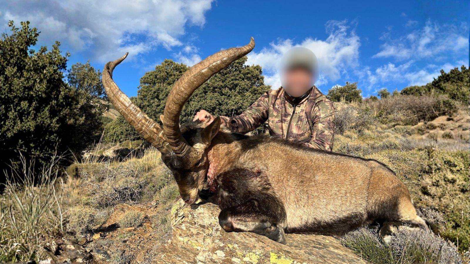 Sierra Nevada ibex