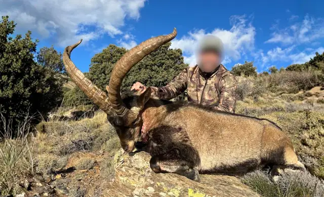 Sierra Nevada ibex