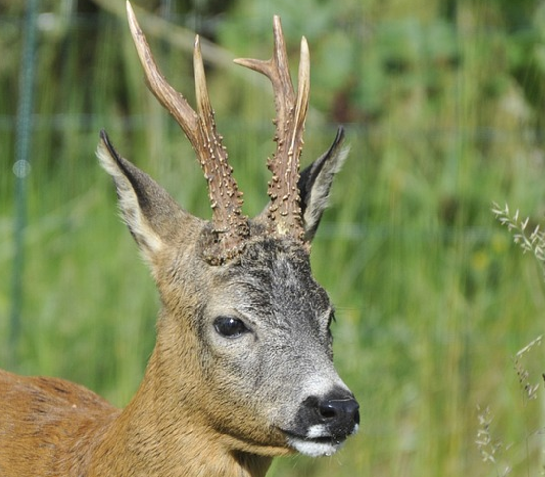 Skærmbillede (554)
