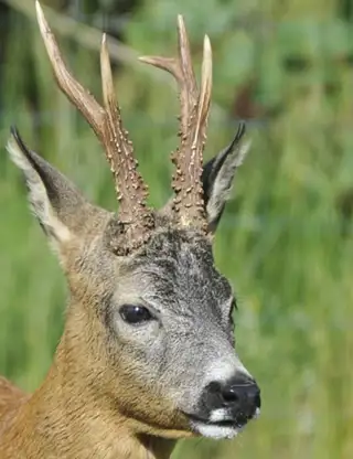 Skærmbillede (554)