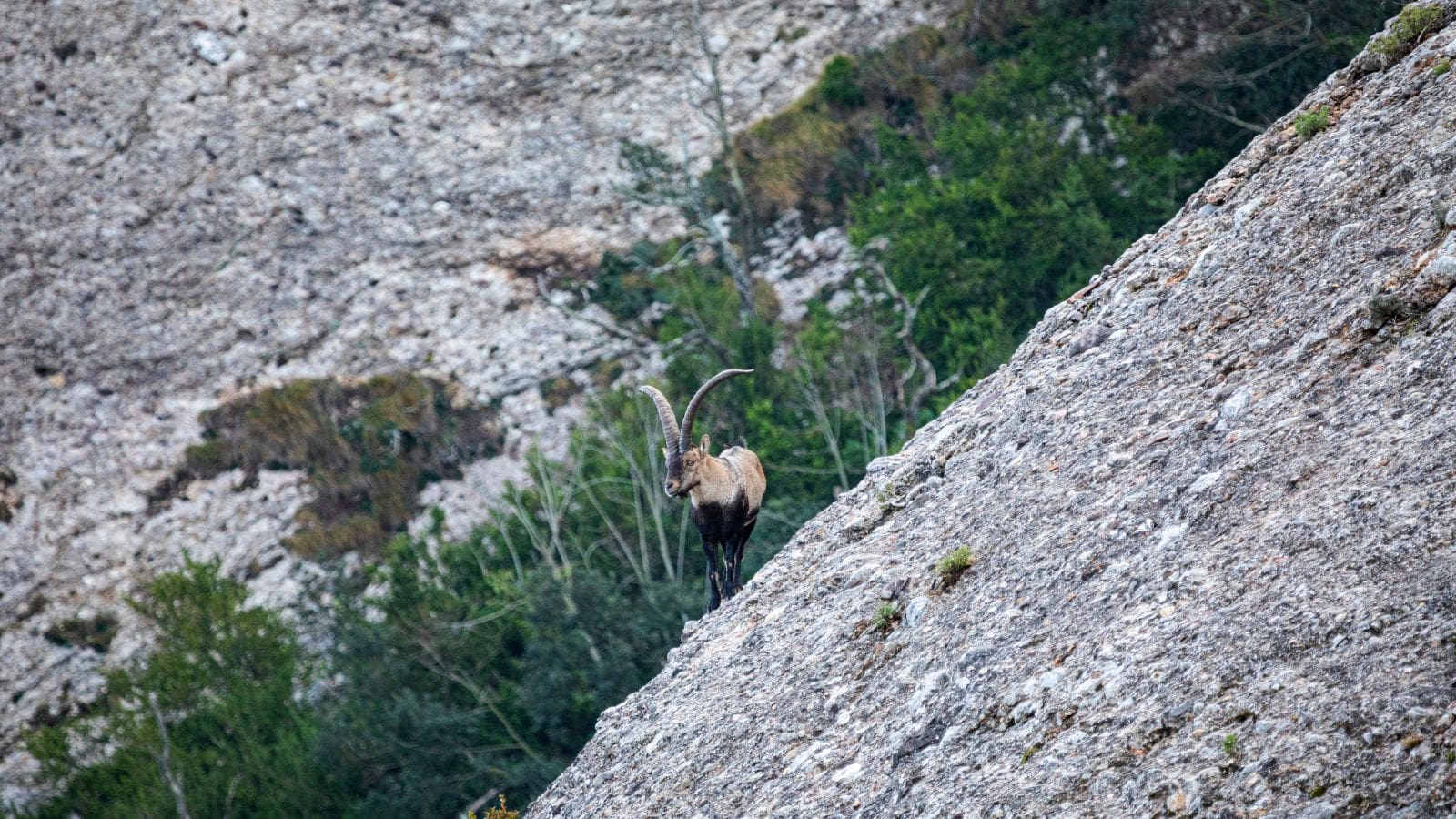 Sierra Nevada ibex
