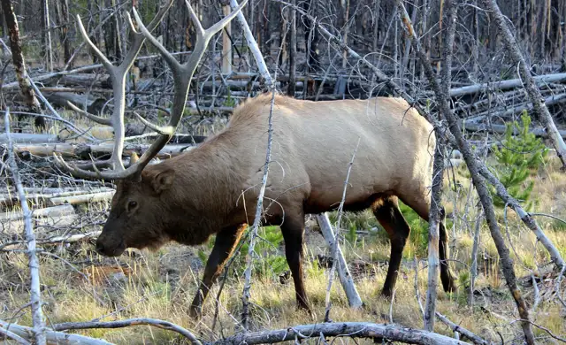 Wapiti Deer 2520870 1280