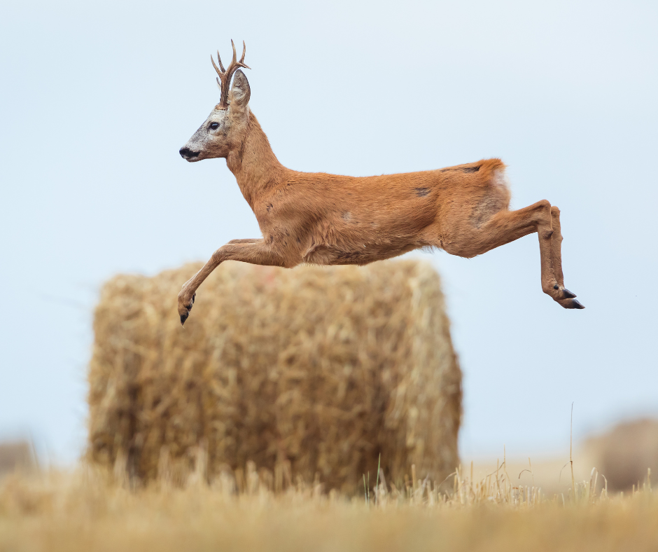 Bukkejagts Billeder Til SOME (7)