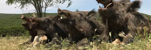 Drømmer du om at nedlægge en stor keiler?