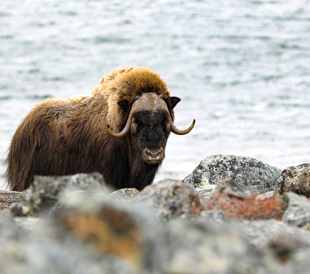 20211129 BG Muskox Baker Lake