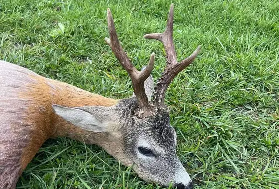 375029816 1056088659023952 4634399798431416210 N