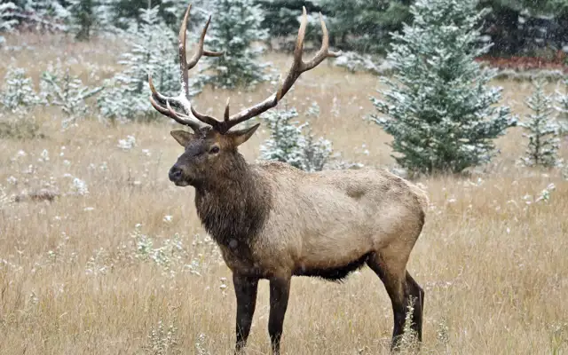 Elk