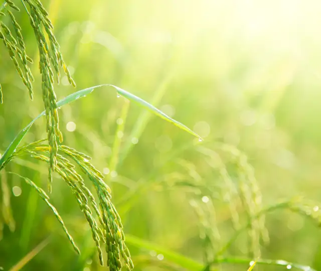 Bukkejagts Billeder Til SOME (12)