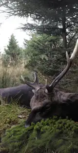 4 Min