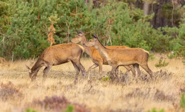 Hundyr Billeder SOME (1)