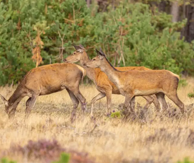 Hundyr Billeder SOME (1)