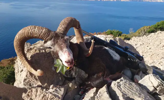 Kroatien Mouflon2