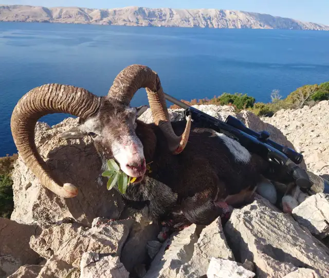 Kroatien Mouflon2