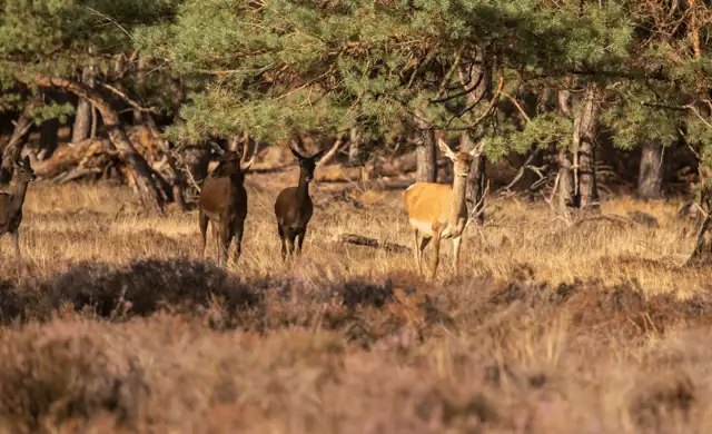 Skærmbillede 2024 12 17 151421 Min