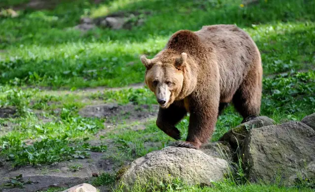 Brun bjørn