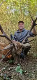 Kronhjort, Salonta (1)