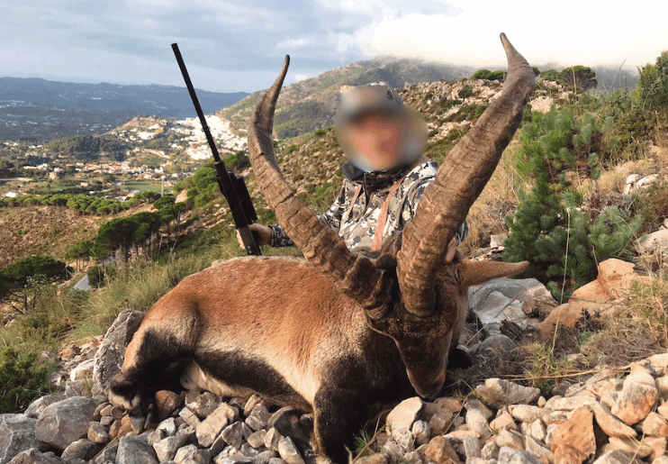 Ronda ibex