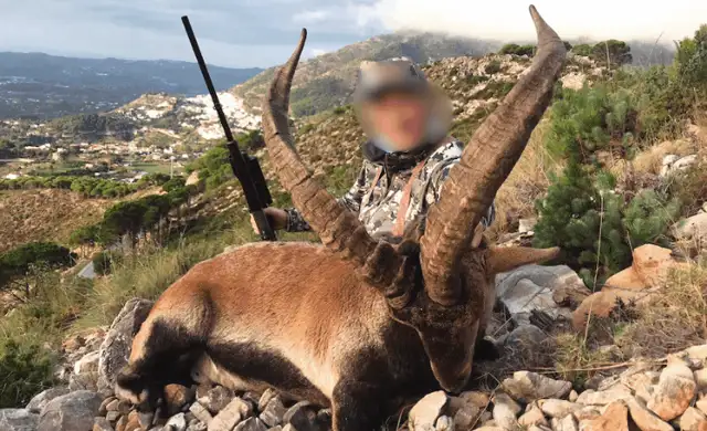 Ronda ibex