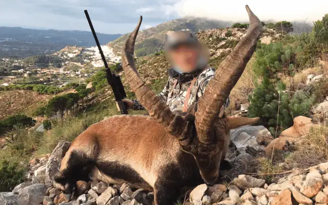 Ronda ibex