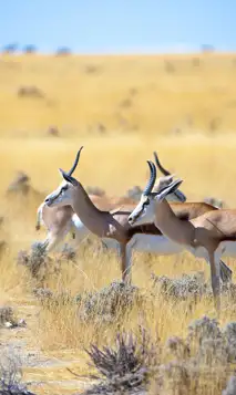 Gazelle 3758346 1280