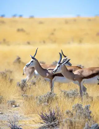 Gazelle 3758346 1280