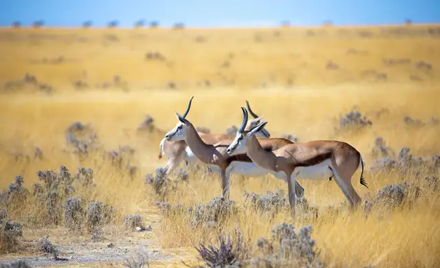 Gazelle 3758346 1280