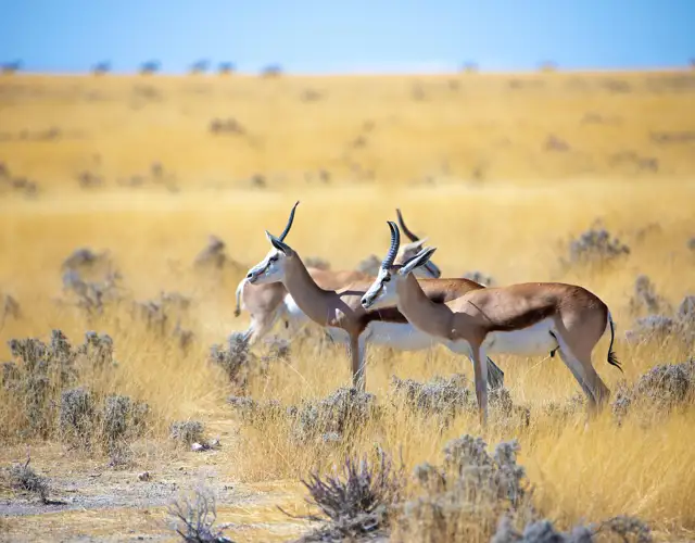 Gazelle 3758346 1280