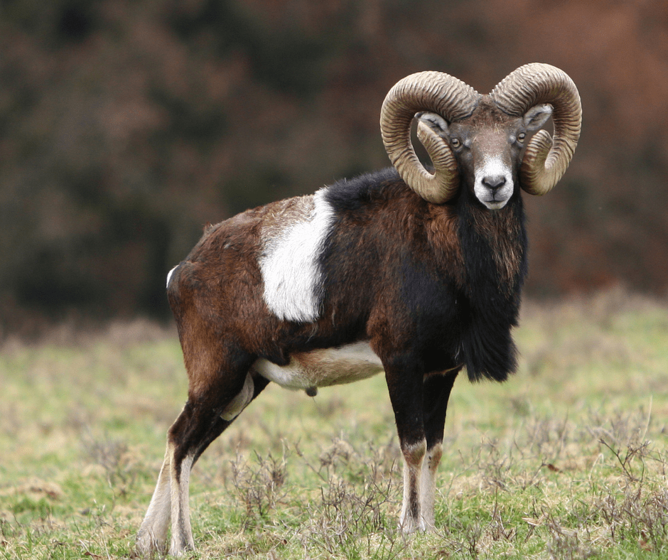 Billeder Hjemmeside Min