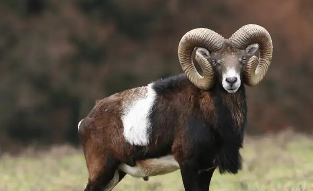 Billeder Hjemmeside Min