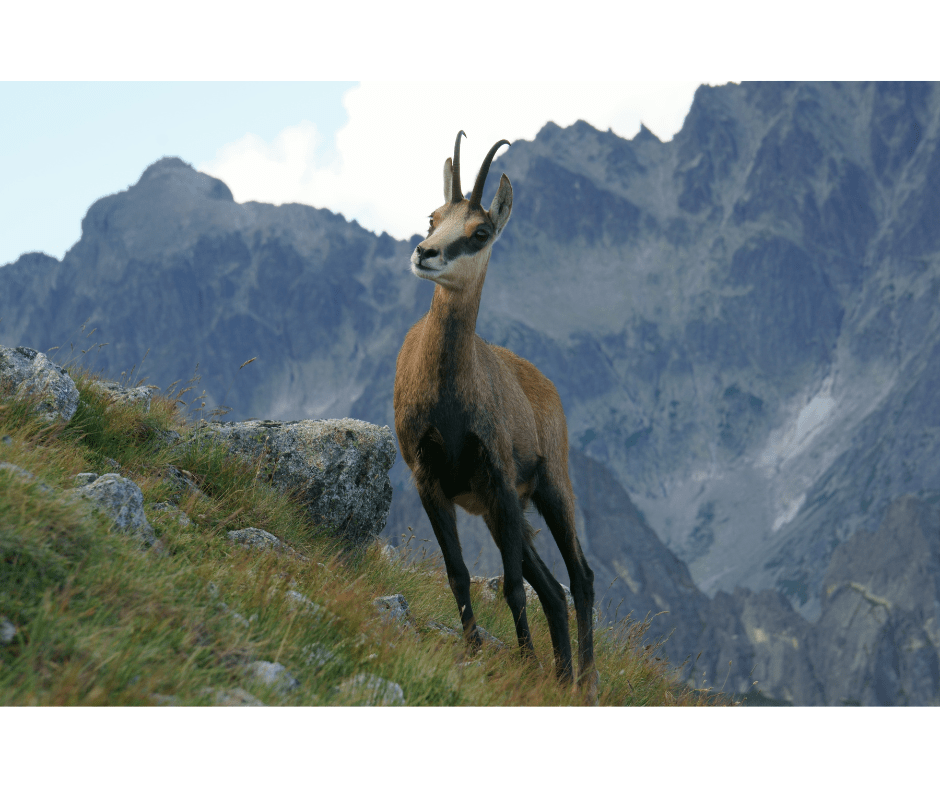 Balkan Gemse, Kroatien Min