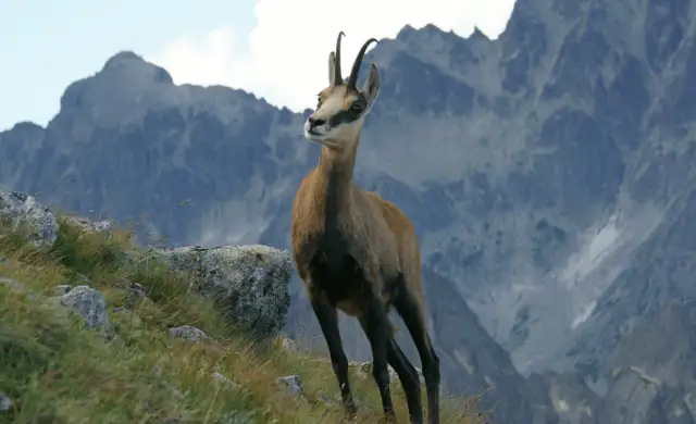 Balkan Gemse, Kroatien Min