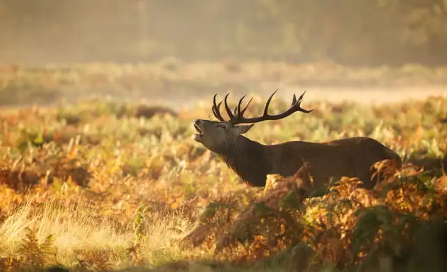 Kopi Af Hjemmeside Og PDF Format 169 (18) (1)