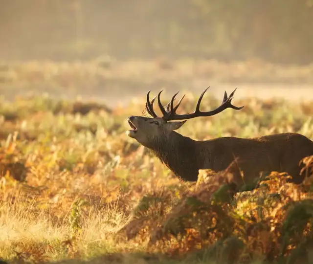 Kopi Af Hjemmeside Og PDF Format 169 (18) (1)