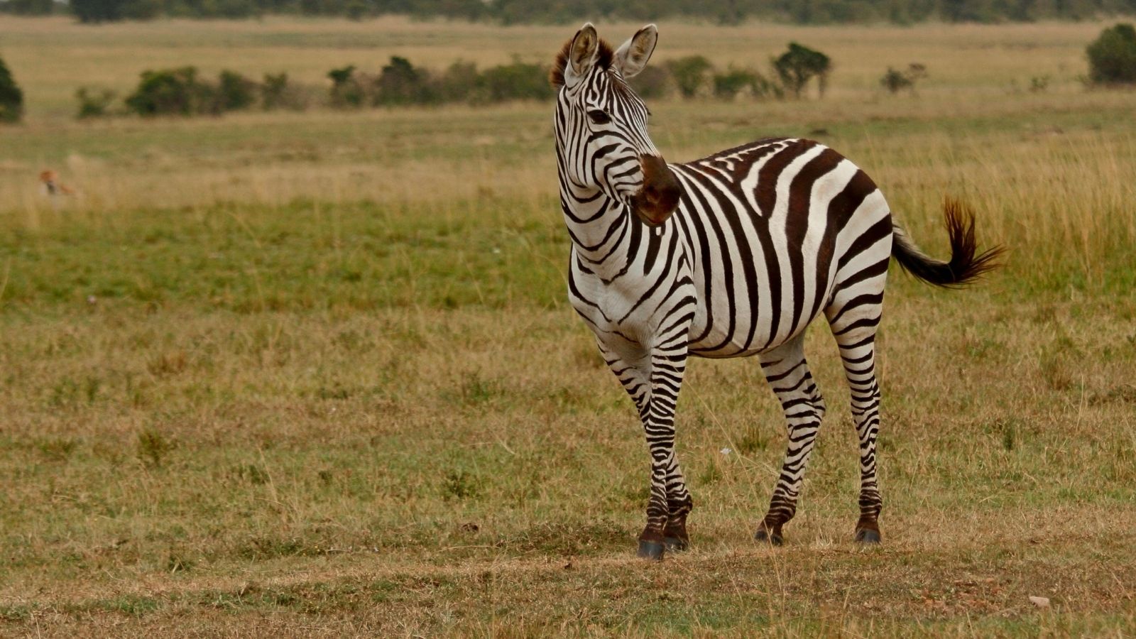 Kopi Af Hjemmeside Og PDF Format 169 (5) Min