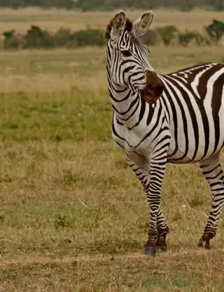 Kopi Af Hjemmeside Og PDF Format 169 (5) Min