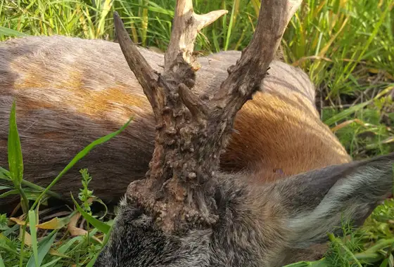 405735353 1112703766695774 8287543571344021352 N