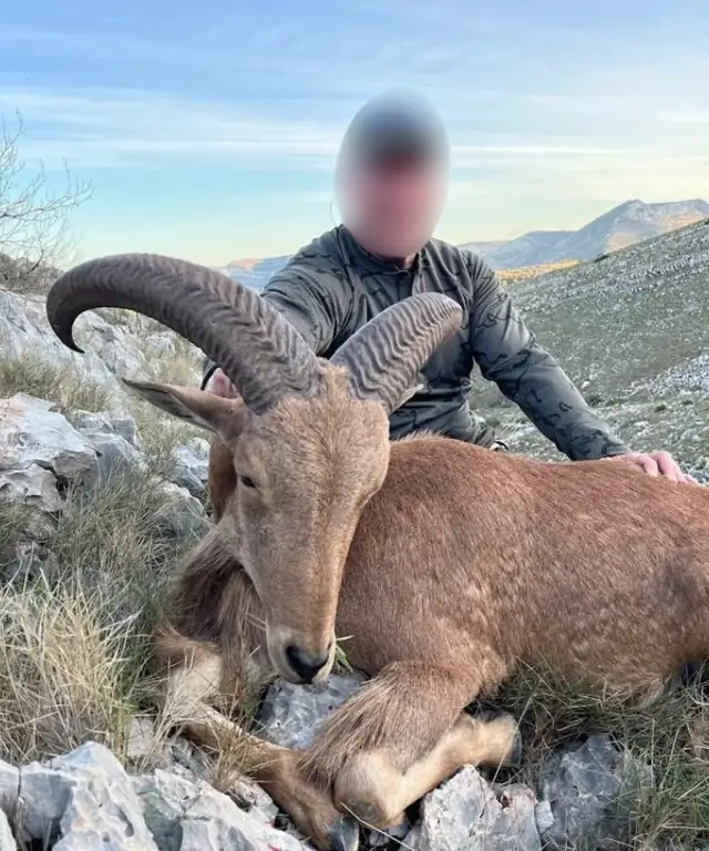 Tag på bjergjagt efter den eftertragtet art Barbary Sheep