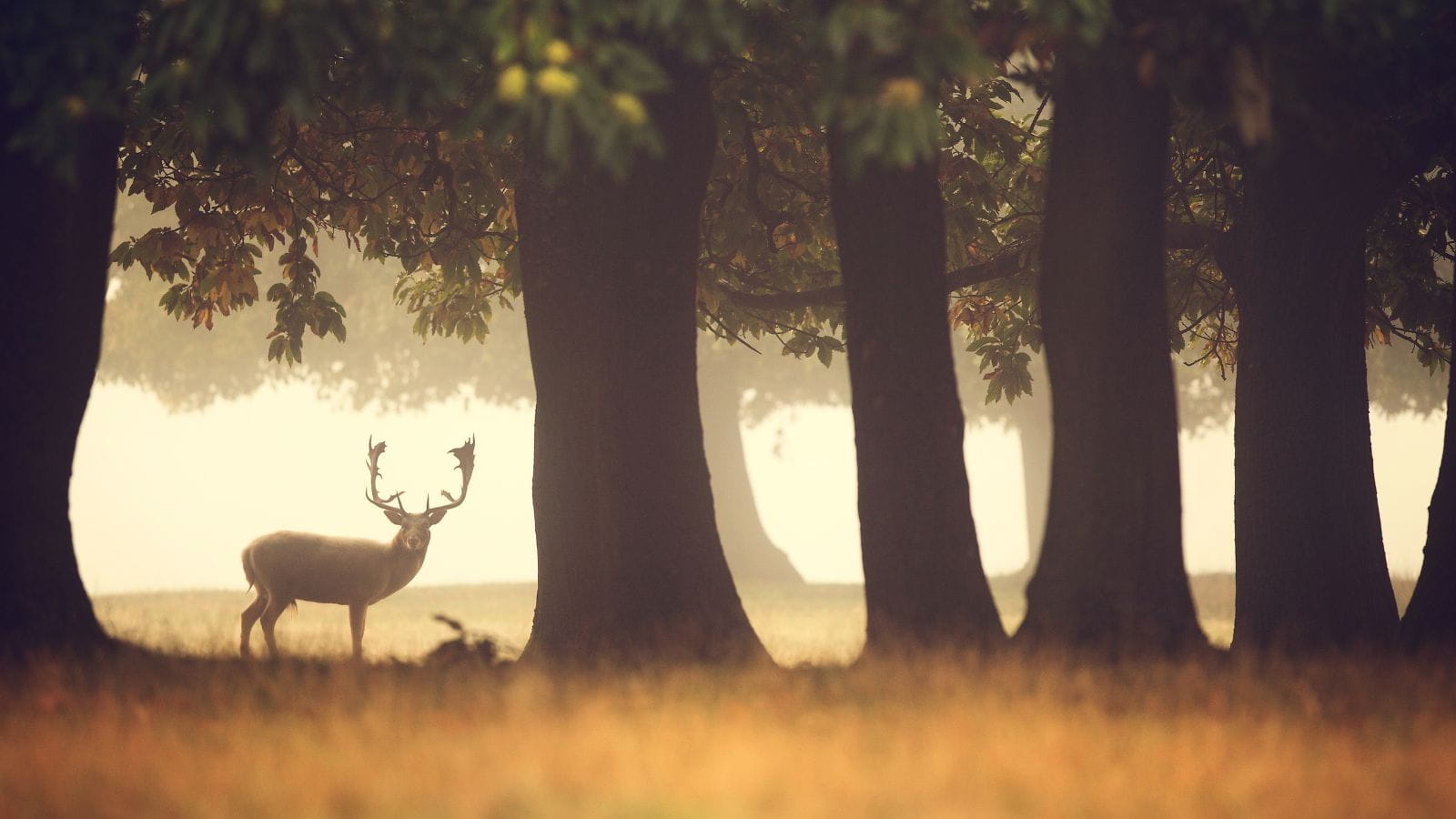 Kopi Af Hjemmeside Og PDF Format 169 (16) (1)