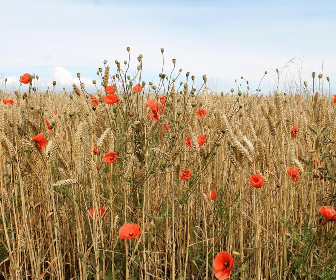 Design Uden Navn (6) Min